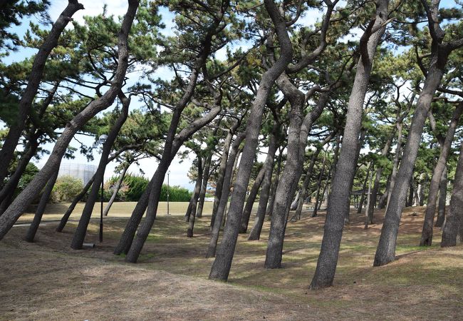 千本浜公園 クチコミ アクセス 営業時間 沼津 フォートラベル