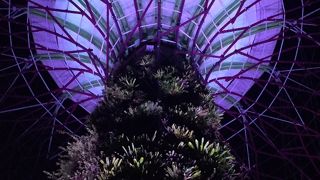 いろとりどりのスーパーツリー