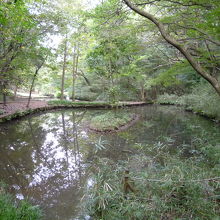 池を見ながら森林浴