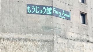 アムールヒョウ