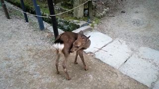 かわいい鹿のお出迎え！