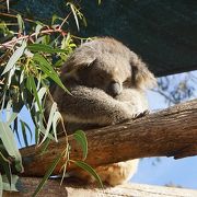 リトルペンギンの可愛さったら