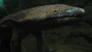 つぶらな瞳が可愛いオオサンショウウオ