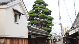 カイヅカイブキ