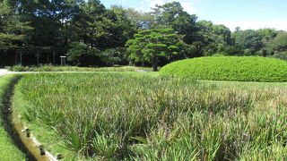 秋口には奇妙な草原の様になっていました。