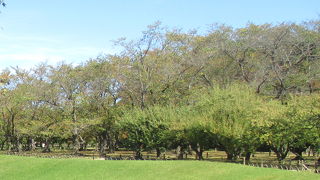 梅ジャムの原料現場！