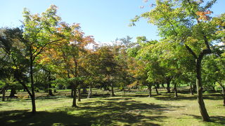 楓の木を中心とした森です。