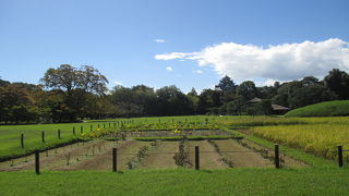 古い中国の農地税制度を表したものだって！