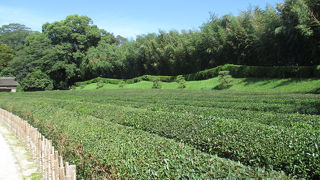 庭木のように綺麗に整備されていました。