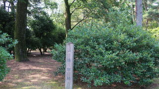 大イチョウの下