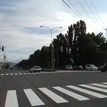 篠路付近のポプラ並木