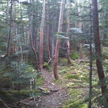 奈良田道はこのような樹林帯が続きます