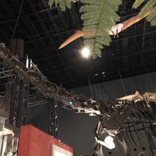 恐竜の骨の模型