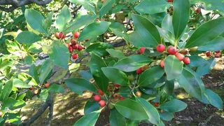 秋を感じ始められます