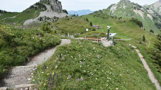 沢山の種類の高山植物が咲いていました