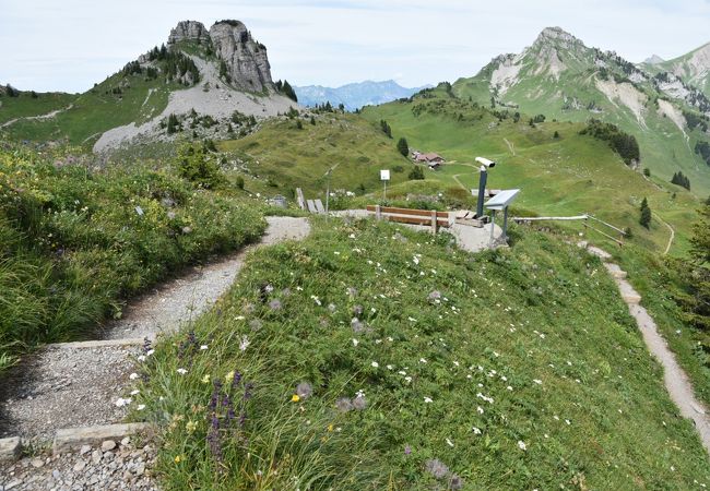 沢山の種類の高山植物が咲いていました