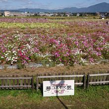 園内の展望台から