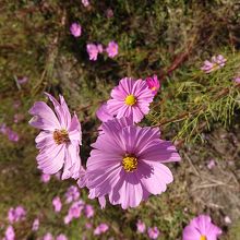 まだまだきれいでした