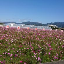 車窓から、こんなにきれいに見えます。