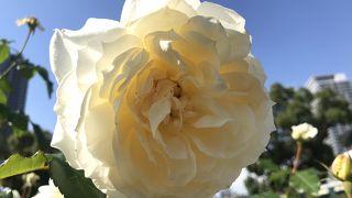 数々のバラが無料で鑑賞できる