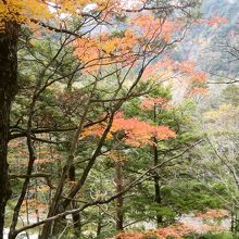 珍しいモミジの紅葉