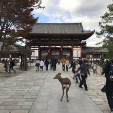 南大門と鹿