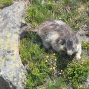 美形のマッタ－ホルン、マ－モット生息地、高山植物の宝庫