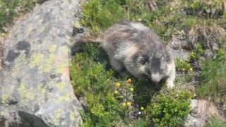 美形のマッタ－ホルン、マ－モット生息地、高山植物の宝庫