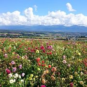 北海道の高い空に綺麗な花畑が映えます