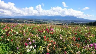 北海道の高い空に綺麗な花畑が映えます