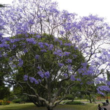 アルバート公園の木