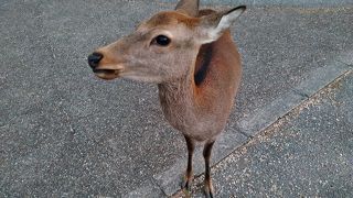 奈良公園といえば鹿ですね
