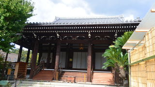 菊がきれいでした。