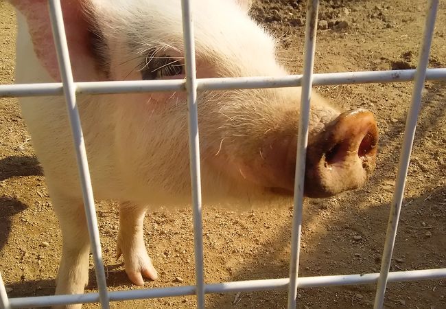 ブラジリアンパーク鷲羽山ハイランド クチコミ アクセス 営業時間 鷲羽山 児島 瀬戸大橋周辺 フォートラベル ブラジリアンパーク鷲羽山ハイランド クチコミ アクセス 営業時間 鷲羽山 児島 瀬戸大橋周辺 フォートラベル
