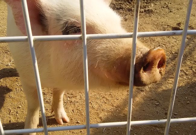 ブラジリアンパーク鷲羽山ハイランド クチコミ アクセス 営業時間 鷲羽山 児島 瀬戸大橋周辺 フォートラベル