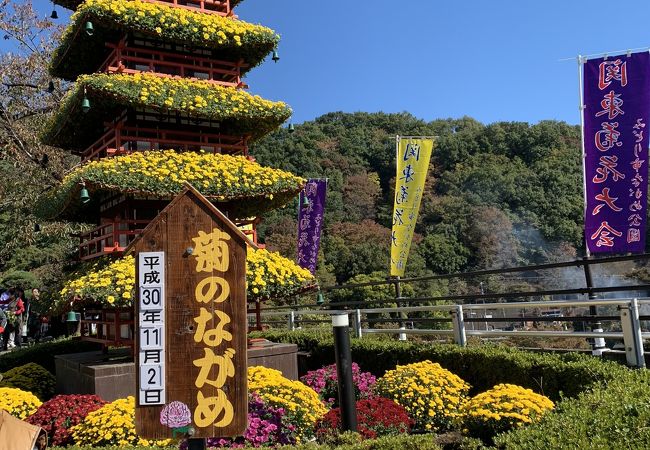 秋は菊花大会開催しています