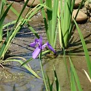 色んな色の花しょうぶが見れます