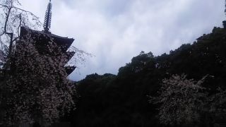 桜の名所です　醍醐寺