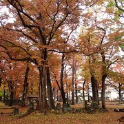 ケヤキの巨木があり、紅葉の時期もなかなかオツです。