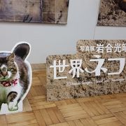 岩合光昭さんの猫写真展に行きました。