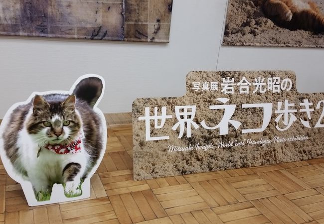 岩合光昭さんの猫写真展に行きました。