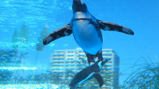 ペンギンが池袋の空を飛ぶ