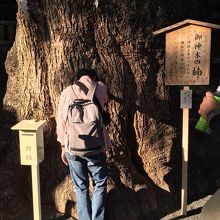 御神木の楠です