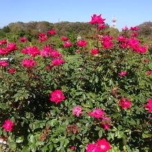 バラは少しだけですが咲いていました