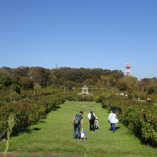 10月上旬の開花はこんな感じ