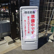 台風の影響で開花が遅れていました