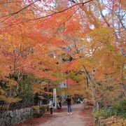 長寿寺（湖南）に紅葉を見に行きました