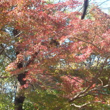 円良田湖の紅葉