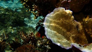 魚がいっぱいの時もある