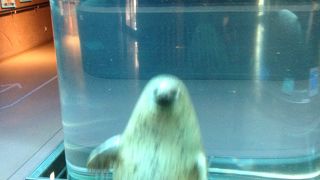 旭山動物園アザラシ館は3大人気アトラクション